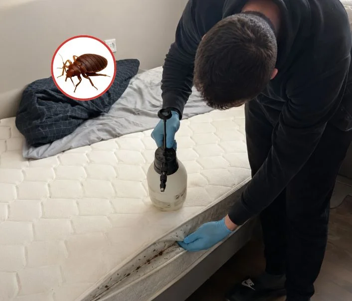 Technicien traitant un matelas contre les punaises de lit à Marles-en-Brie